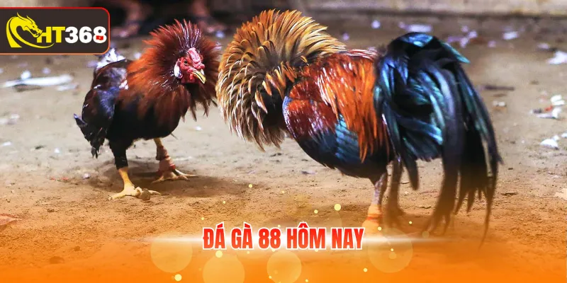 Đá gà 88 hôm nay