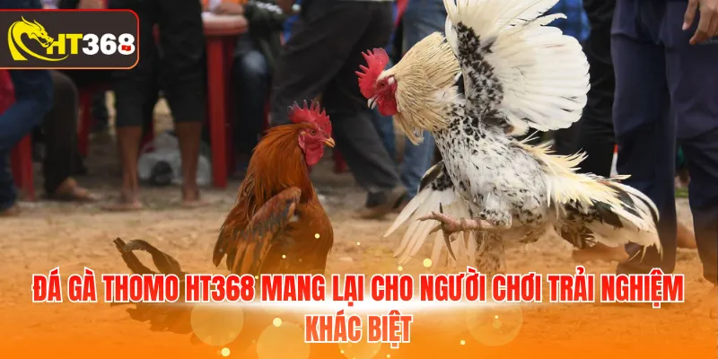 Đá gà Thomo HT368 mang lại cho người chơi trải nghiệm khác biệt
