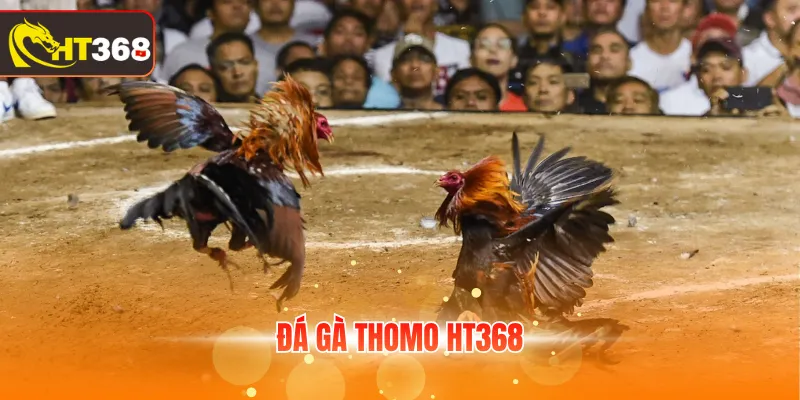 Đá gà Thomo HT368