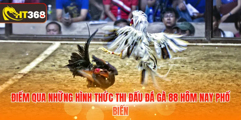 Điểm qua những hình thức thi đấu đá gà 88 hôm nay phổ biến