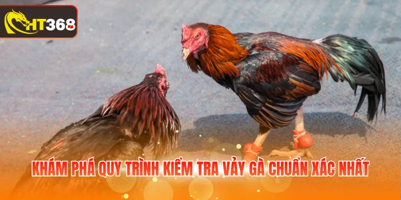 Khám phá quy trình kiểm tra vảy gà chuẩn xác nhất 