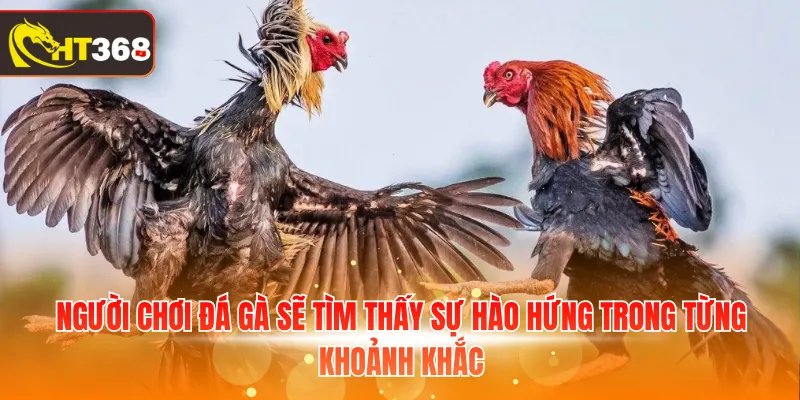 Người chơi đá gà sẽ tìm thấy sự hào hứng trong từng khoảnh khắc