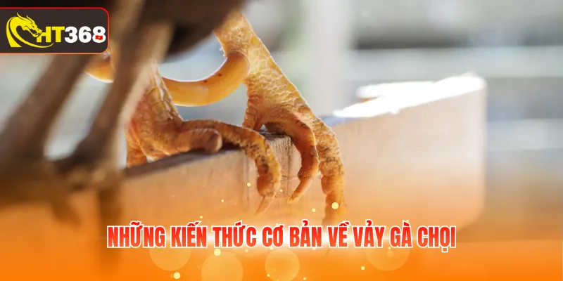 Những kiến thức cơ bản về vảy gà chọi